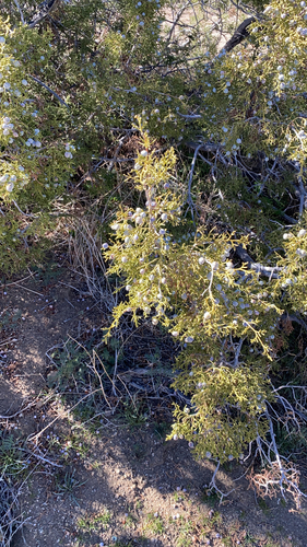 iNaturalist observation photo of California juniper