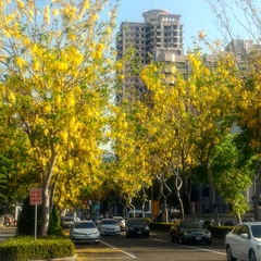 Cassia fistula