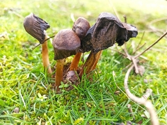 Coprinopsis atramentaria