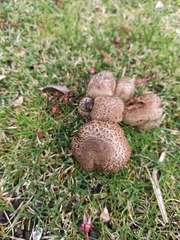 Coprinopsis atramentaria