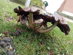 Coprinopsis atramentaria