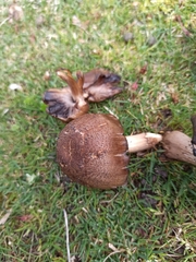 Coprinopsis atramentaria