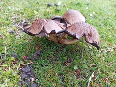Coprinopsis atramentaria