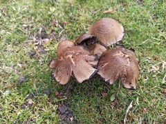 Coprinopsis atramentaria