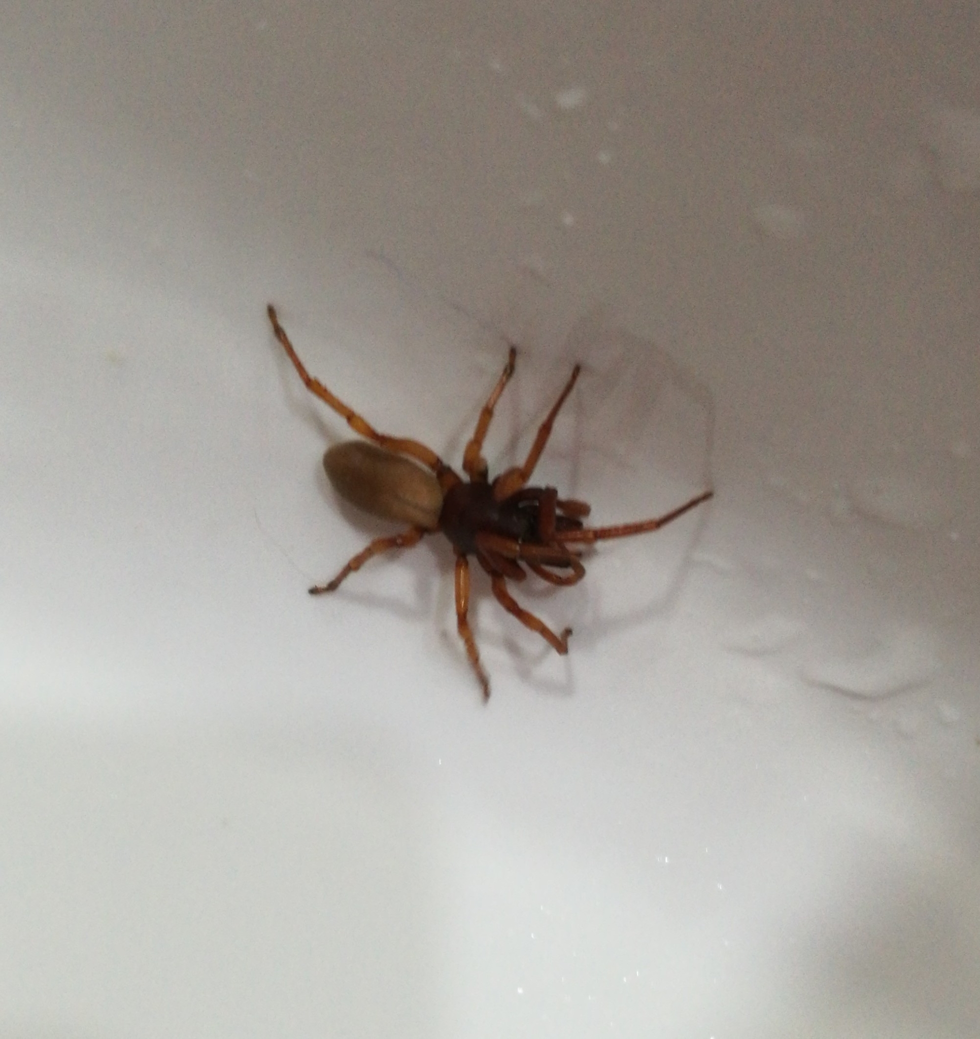 Araña caza cochinillas