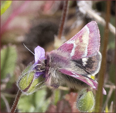 Schinia pulchripennis