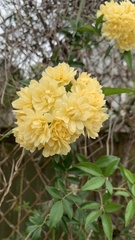 Rosa banksiae