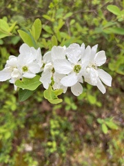 Exochorda
