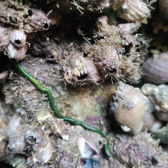 Eulalia clavigera