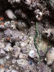 Eulalia clavigera