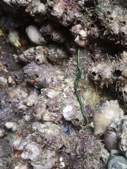 Eulalia clavigera