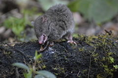 Caenolestes caniventer