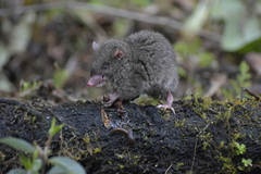 Caenolestes caniventer