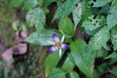 Tricyrtis lasiocarpa