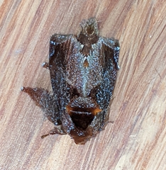 Euphobetron natadoides