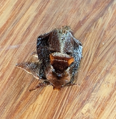 Euphobetron natadoides