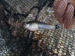 Poecilia reticulata