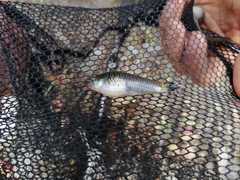 Poecilia reticulata