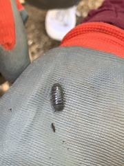 Armadillidium vulgare
