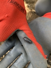 Armadillidium vulgare