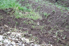 Alauda arvensis japonica