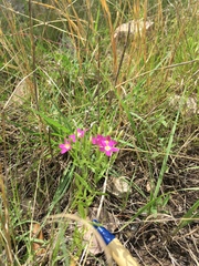 Zeltnera beyrichii