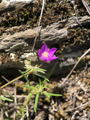 Spergularia purpurea