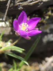 Spergularia purpurea