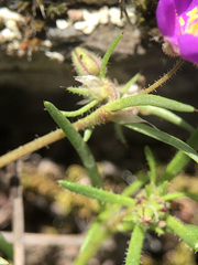 Spergularia purpurea