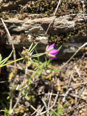 Spergularia purpurea