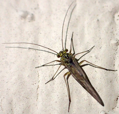 Mesopsocus