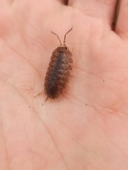 Porcellio laevis