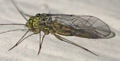 Mesopsocus