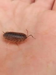 Porcellio laevis