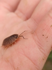 Porcellio laevis