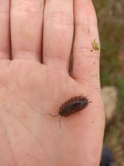 Porcellio laevis