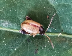 Psylliodes affinis