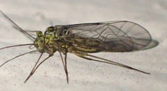 Mesopsocus