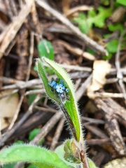 Myosotis ramosissima