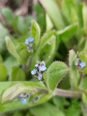 Myosotis ramosissima