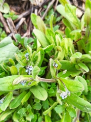 Myosotis ramosissima