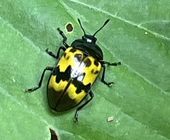 Prepopharus eduardoi