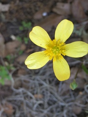 Ranunculus sierrae-orientalis