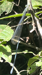 Mecistogaster modesta