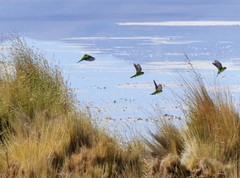 Psilopsiagon aurifrons