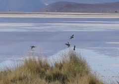 Psilopsiagon aurifrons