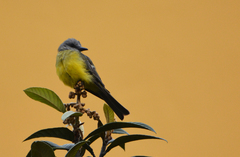 Tyrannus melancholicus