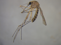 Culex pervigilans