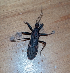 Opisthacidius