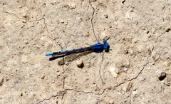 Argia nahuana